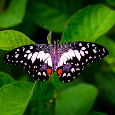 Butterfly Wonderland