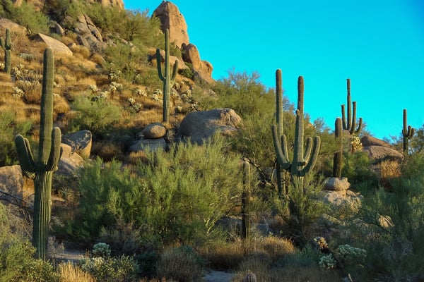 Desert landscape with saguaro cacti, boulders, and desert shrubs under clear blue sky