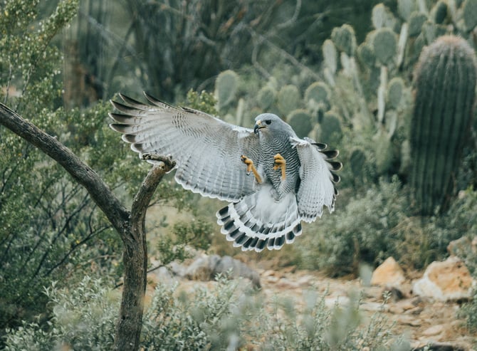 Top 5 Wildlife Watching Spots