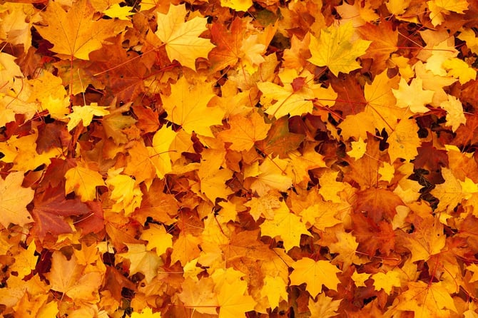 Fall Attractions in Scottsdale