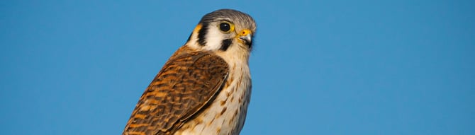 Scottsdale Bird Watching