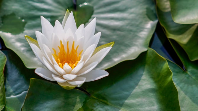 Health and Wellness Scottsdale AZ Guide for Rest and Relaxation