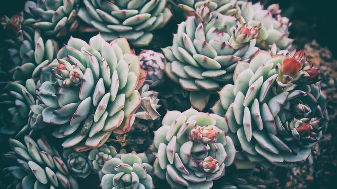The Desert Botanical Garden Phoenix Location Has Stellar Sights