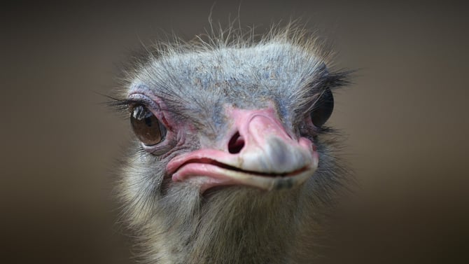 Learn About the Chandler Ostrich Festival