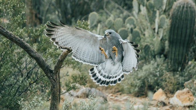 Top 5 Wildlife Watching Spots