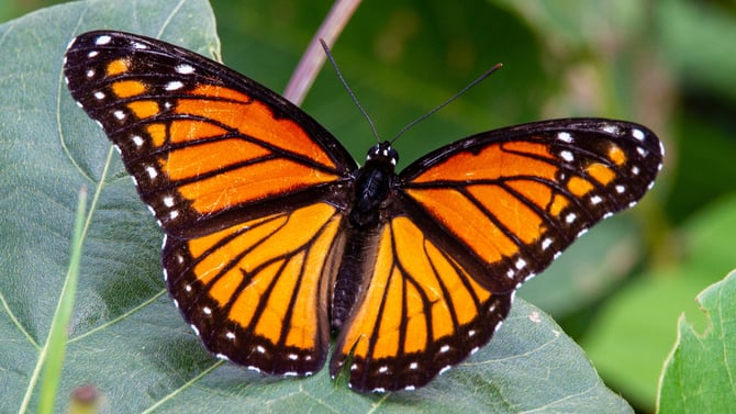 Visit the Butterfly Wonderland in Scottsdale