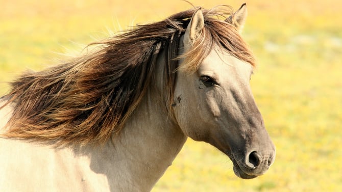Horse Riding in Scottsdale All Horse Lovers Will Enjoy