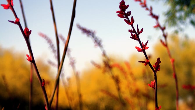 Hidden Gems & Unique Things to do in Scottsdale