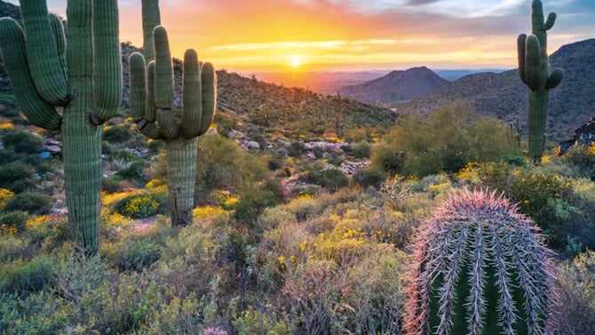 Botanical Garden Phoenix & More Family-Friendly Outdoor Activities Near Scottsdale