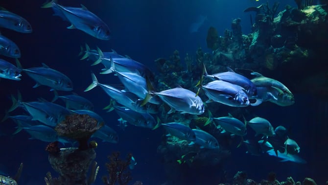 Visit AZ's Own Odysea Aquarium During Your Vacation