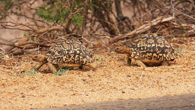 Epic Scottsdale Wildlife Watching Journey for You
