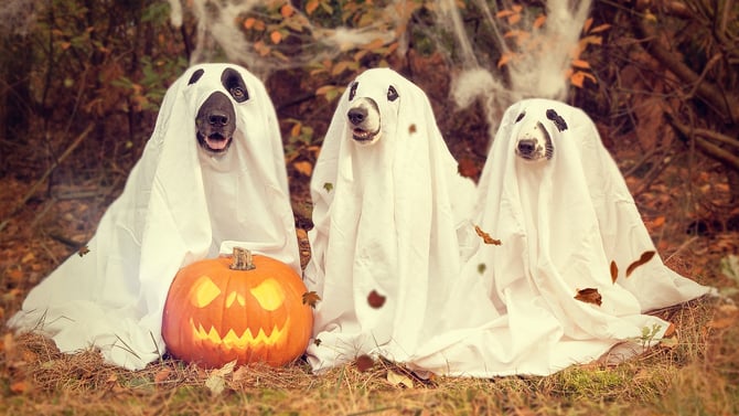 Reserve One of Our Halloween Vacation Rentals in Scottsdale