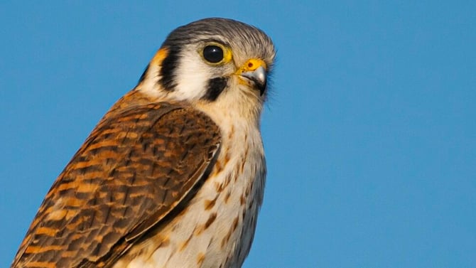 See the Sights With Scootsdale Bird Watching
