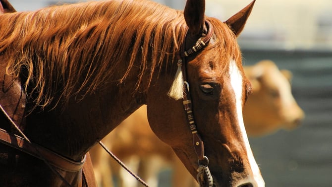Experience the Scottsdale Arabian Horse Show