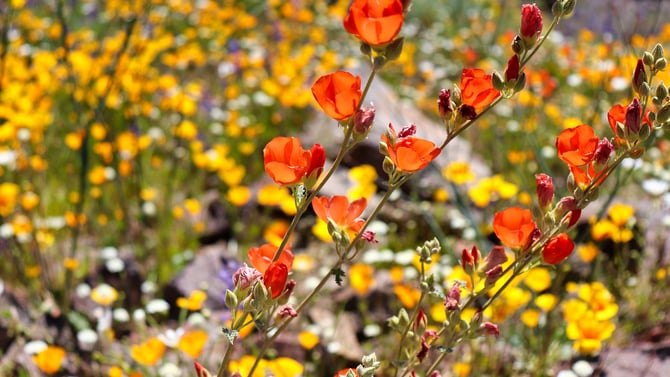 Ultimate Guide to Winter and Spring Things to Do in Scottsdale, AZ