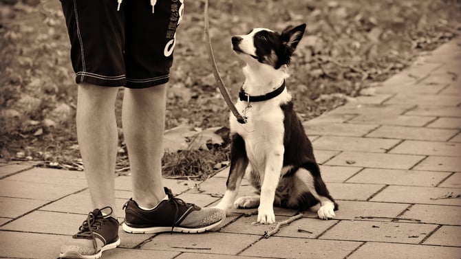 Come See Just How Dog Friendly Scottsdale Is for Yourself